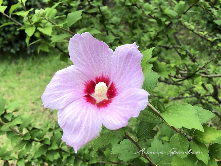 ムクゲの花と葉