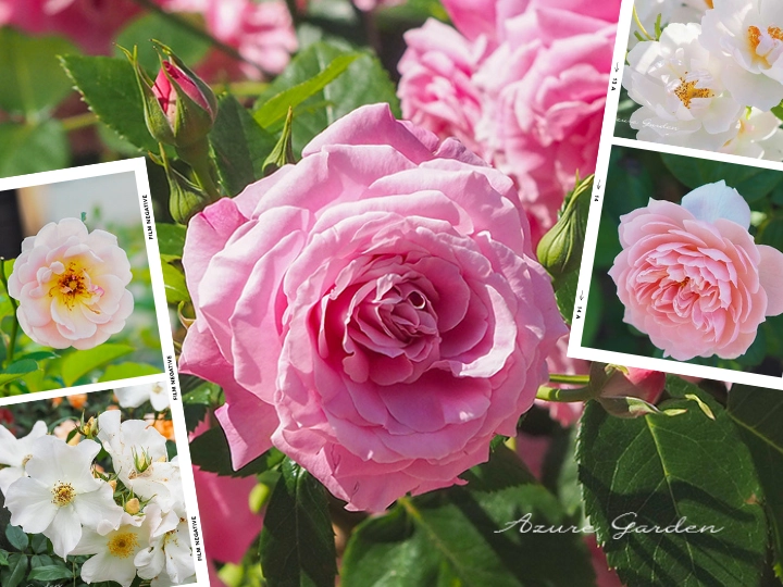 花びらの枚数いろいろ