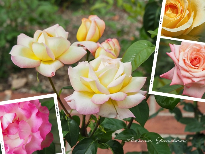 バラの花びらの形いろいろ