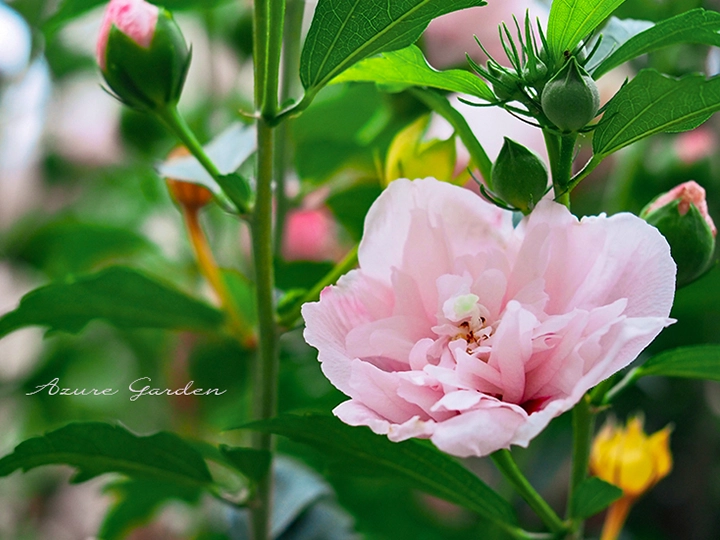 八重咲きのムクゲ（木槿）- Rose of Sharon