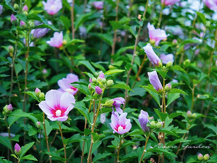 夏の散歩道を彩るムクゲの花