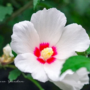 ムクゲ（木槿）｜夏に咲き続ける花木と特徴