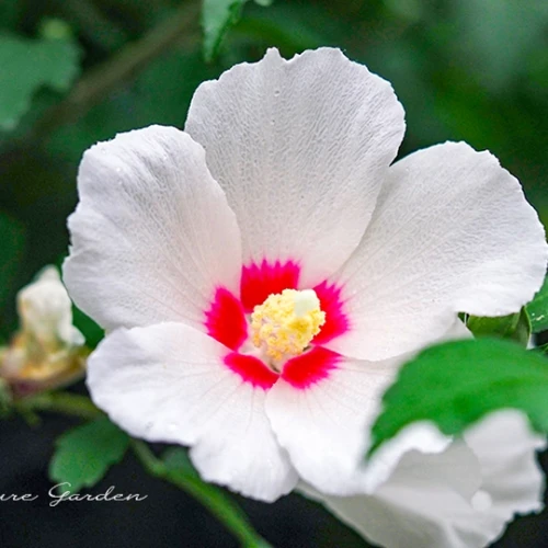 ムクゲ（木槿）- Rose of Sharon
