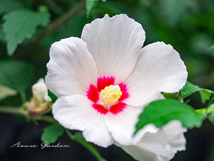 ムクゲ（木槿）- Rose of Sharon