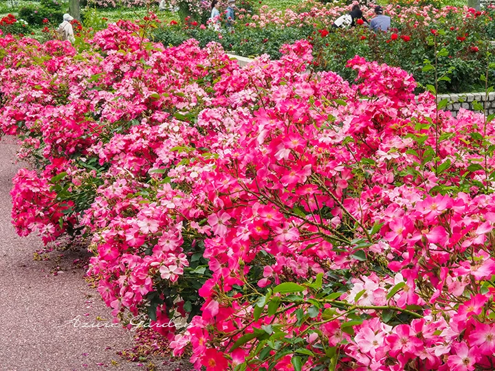 修景バラ(Landscape Rose)