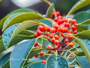 クロガネモチの実