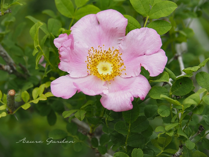 ロサ ロックスブルギ ノルマリス(Rosa roxburugi normaris)
