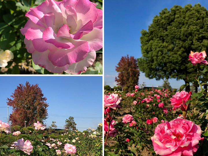秋のRSKバラ園に咲くピンクのバラと色づいた木々