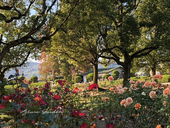赤やピンク、白のバラが咲く秋のRSKバラ園の花壇