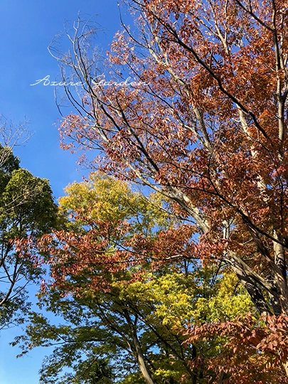 青空を背景に赤や黄色に色づくRSKバラ園の木々