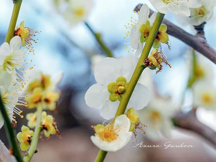 緑萼（りょくがく）