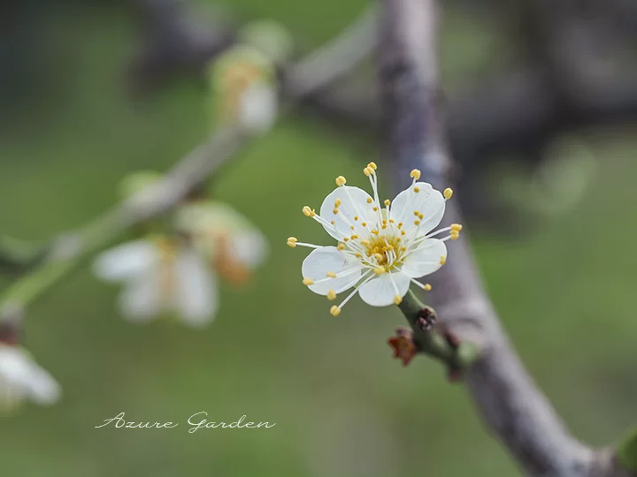 緑萼（りょくがく）