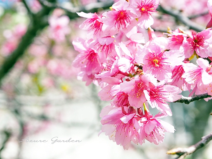 リュウキュウカンヒザクラ(琉球寒緋桜)