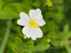 リュウキュウテリハノイバラ(Rosa luciae f. glandulifera)