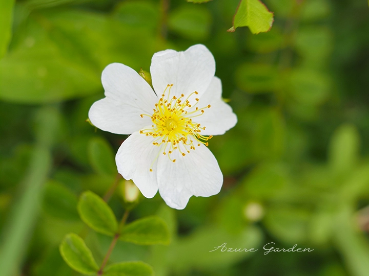 リュウキュウテリハノイバラ(Rosa luciae f. glandulifera)
