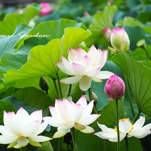 ハス（蓮）- Sacred lotus