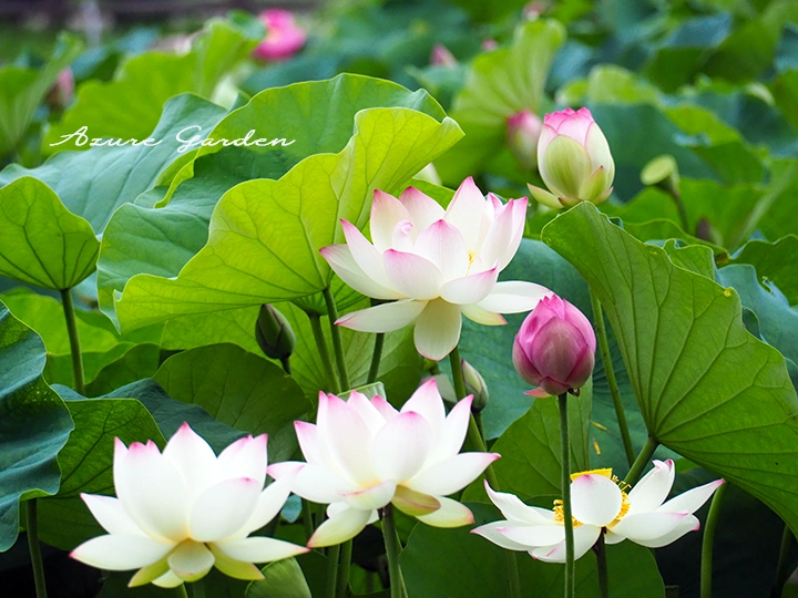 ハス（蓮）- Sacred lotus