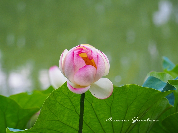 ハスの蕾