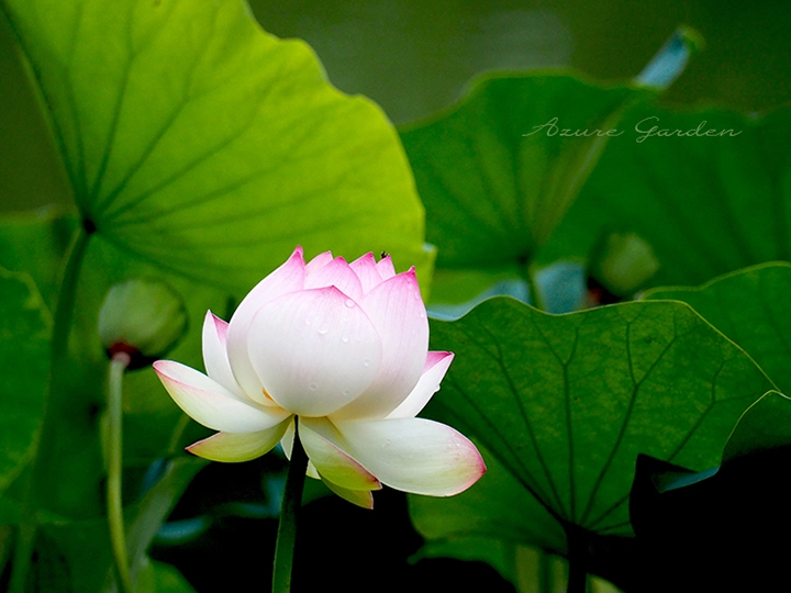 ハス（蓮）- Sacred lotus