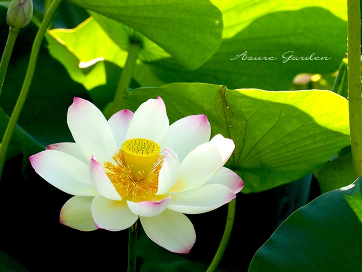 ハス（蓮）- Sacred lotus