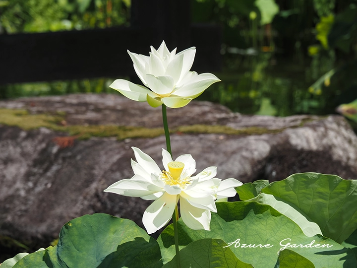 ハスのの花