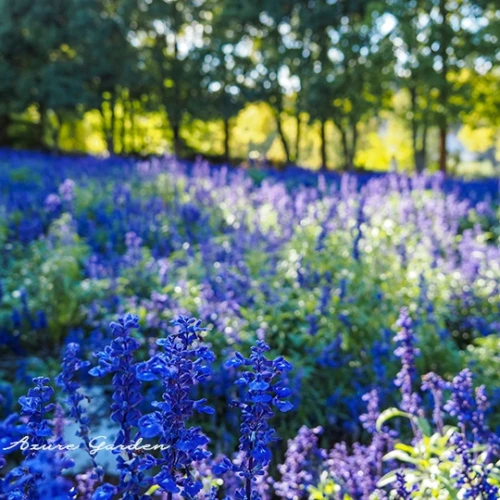細長い花穂が風にそよぐサルビア