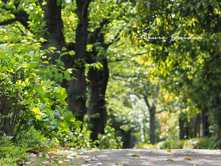 散歩道の風景