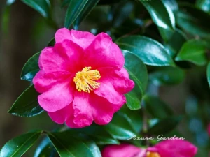 サザンカ（山茶花）