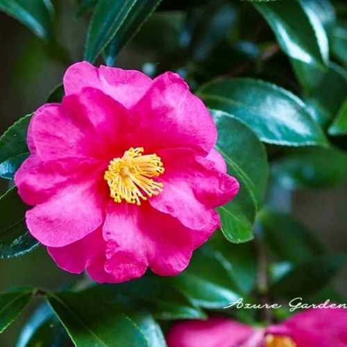 サザンカ（山茶花）