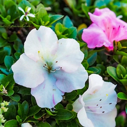 白やピンクの花が咲くサツキ