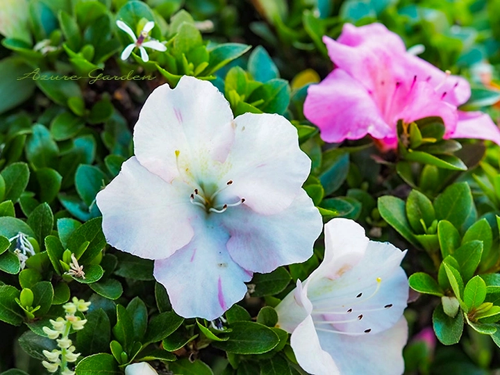 白やピンクの花が咲くサツキ