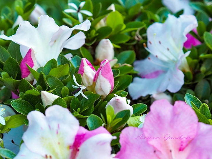 サツキの開花前の蕾