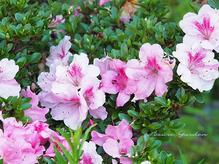 枝いっぱいに花を咲かせるサツキ。