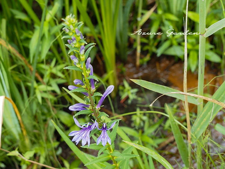 サワギキョウ(沢桔梗)