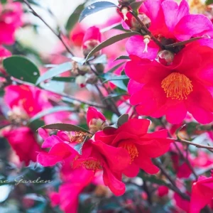 サザンカ（山茶花）｜秋から冬に咲く身近な花木