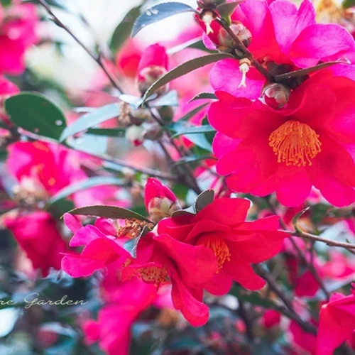 サザンカ（山茶花）- Sazanqua camellia