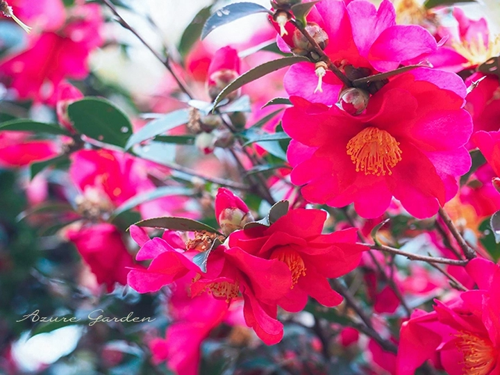 サザンカ（山茶花）- Sazanqua camellia