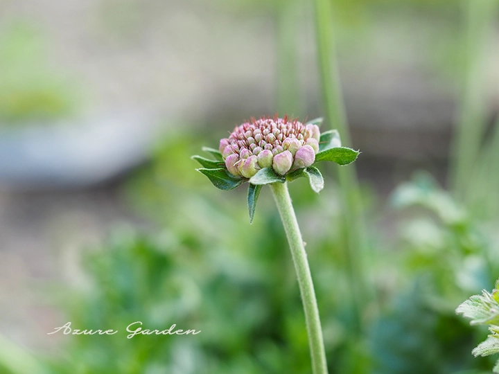 開花前のスカビオサの蕾