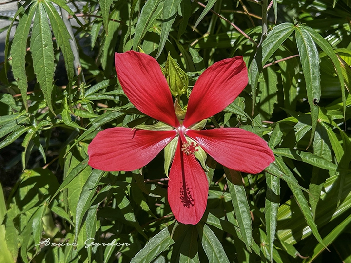 モミジアオイ（紅葉葵） - Scarlet rose mallow