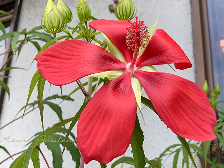 開花したモミジアオイ