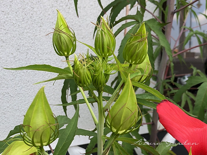 モミジアオイの蕾の様子