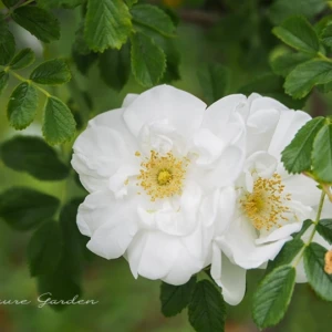 HRg｜Hybrid Rugosa（ハイブリッド・ルゴサ）