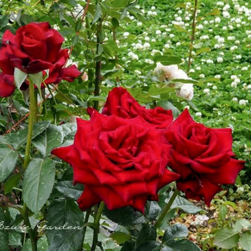 シュワルツマドンナ（黒の聖母）と呼ばれる深紅のバラの花