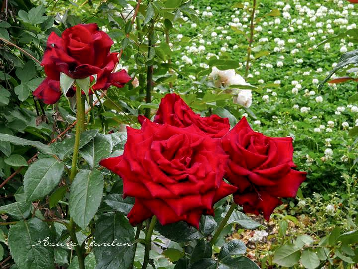 シュワルツマドンナ（黒の聖母）と呼ばれる深紅のバラの花