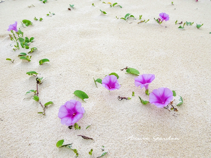 砂浜に広がるグンバイヒルガオの花