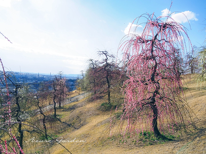 宇治市街を背景に広がるしだれ梅の風景