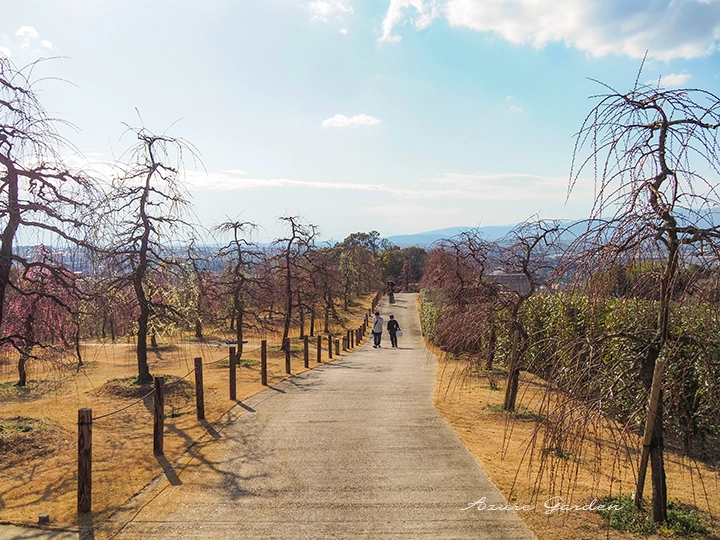 帰り道に振り返った梅園の風景