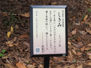 『源氏物語』「若菜下」に登場するシキミを紹介する案内板