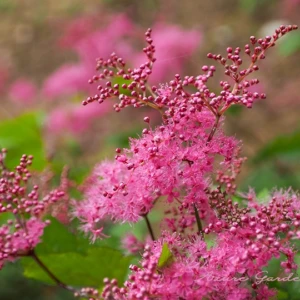 シモツケソウ（下野草）｜ピンク色の花を咲かせる夏の野草