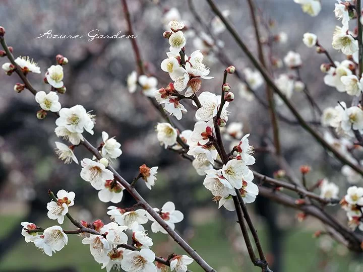 白加賀（しらかが）